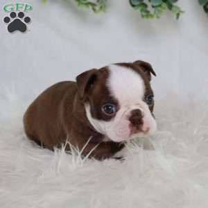 Buster, Boston Terrier Puppy